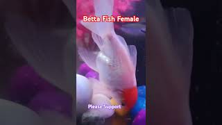 BettaFish female new Beutyful colour Fishbettabettafishfish pets petslife petsvlog petfish [upl. by Bethanne]