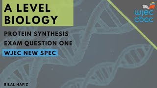 WJEC A Level Biology Protein Synthesis Q1 [upl. by Aillil]