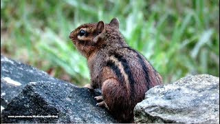 Chipmunk Calling quotChip Chip Chipquot [upl. by Adiazteb396]