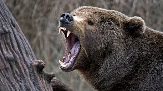 Bear Hunting  Serbia 2014  Lov na Medveda 2014  mpeg2video [upl. by Ammann]