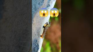 Caterpillar 🐛 shorts caterpillar acapella seashanty [upl. by Frederigo707]