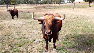 El Toro Bravo de Aldeanueva Ganadería de Toros Bravos [upl. by Culliton]