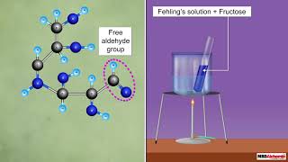 Reducing and Non Reducing Sugars [upl. by Sirrah699]