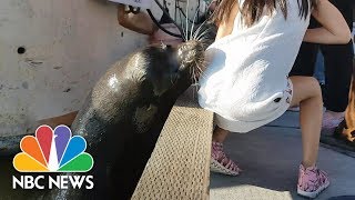 Sea Lion Snatches Little Girl And Drags Her Into Water  NBC News [upl. by Rybma]