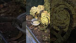 Mourning gecko enjoying some Gecko nutrition banana reptile gecko [upl. by Adnovaj82]