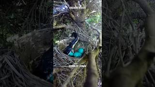 Penduline Tit Vs Snakes [upl. by Willtrude]