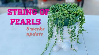 How to Propagate String of Pearls  Succulent water and soil Propagation [upl. by Eeleak]