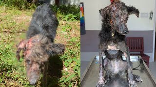 A stray dog survived the most severe case of mange the rescuers had seen in their lives [upl. by Wylie]