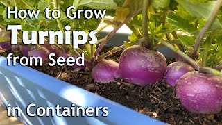 How to Grow Turnips from Seed in Containers Planters and Grow Bags [upl. by Troy]