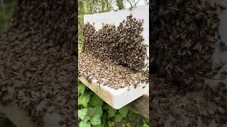 Wild Bee Swarm in the Forest 🐝✨ Natures Buzzing Wonder beeswarm nature beekeeping [upl. by Lalise531]