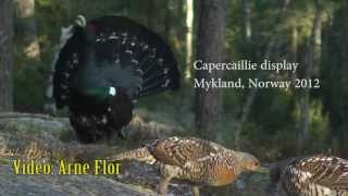 2012 Capercaillie display in Mykland Norway Tiurleik i Mykland [upl. by Aronos209]