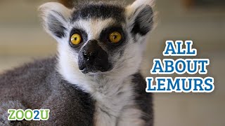 All About Lemurs [upl. by Neilla]