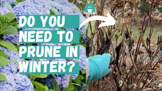 When and How to Prune Hydrangeas  Pruning Hydrangeas  Hydrangea Winter Care [upl. by Aihsile]