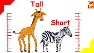 Tall Short  Pre number skills  Comparison  Opposites  Concepts [upl. by Goldin]