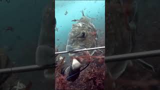 Spearfishing for White Musselcracker spearfishing diving [upl. by Heimlich]