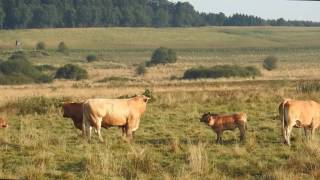 Ein Herbsttag am Sangweiher Eifel [upl. by Ecilef13]