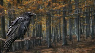 Autumn Sounds  Raven Bird Calls amp Wind  3 Hours  Pure Nature Ambience [upl. by Mortensen]