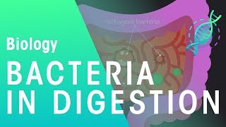 Bacteria in digestion  Physiology  Biology  FuseSchool [upl. by Arat242]