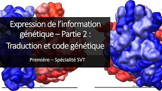 Cours Spé SVT 1eres  Expression de linformation génétique 2  Traduction et code génétique [upl. by Nosam]