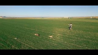 Carrera de galgos y liebre visto desde el dron [upl. by Najram]