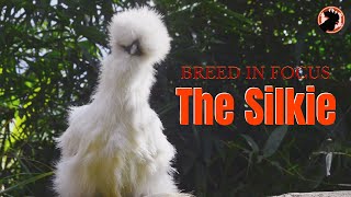 The Silkie Chicken  Appearance Personality and Management  Breed in Focus [upl. by Luaped]