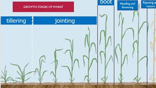 Growth stages of wheat crop different stages are covered in detail in wheat [upl. by Adnalay]