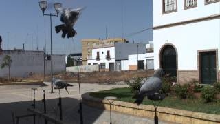 PALOMAS AZULES DE GASCOGNE [upl. by Gib12]