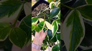 Propagation plants beautiful soilpot garden soiltypes farming propagation subscribe edit [upl. by Mellisent]