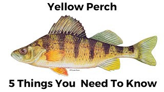 5 Things You Need To Know About Yellow Perch [upl. by Naitsirhk980]