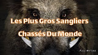 Les Plus Gros SANGLIERS Chassés Du MONDE [upl. by Enovaj]