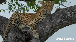 WildEarth  Sunrise Safari  25 March 2024 [upl. by Abdu]