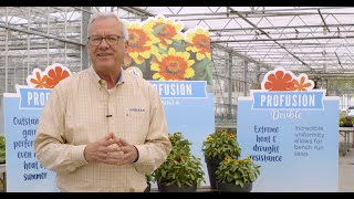 Zinnia Profusion Series Overview [upl. by Ahsit625]