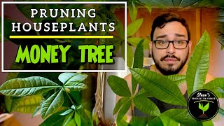 How To PRUNE Money Tree Plant Pachira aquatica  Pruning Big Houseplants [upl. by Nashbar]