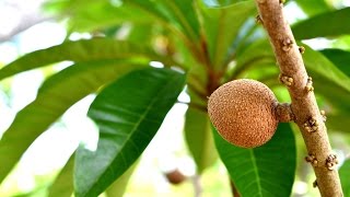 Cultivo de Mamey en HuertasMagaña [upl. by Simonsen754]