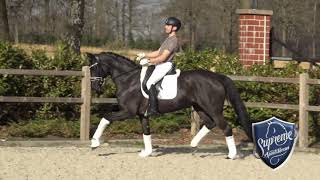 DIOR 8yo Hanoverian mare [upl. by Undine]