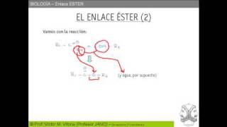 ESTERIFICACION Y FORMACIÓN DE TRIACILGLICERIDOS [upl. by Celesta681]