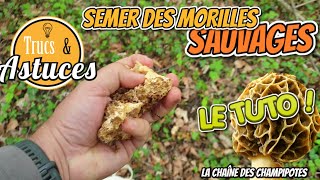 Comment semer des morilles sauvages pour avoir ses coins [upl. by Leiuqese]