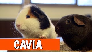 Hoe zorg je voor een Cavia  DierenpraatTV [upl. by Kcirde]