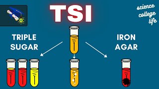 TSI  Triple Sugar Iron Agar Test  Microbiology Lab [upl. by Enerol176]