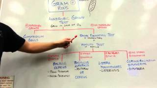 How to distinguish GRAM POSITIVE RODS [upl. by Idnyl637]