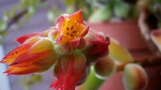 My Echeveria pulvinata in beautiful blooms [upl. by Angi658]