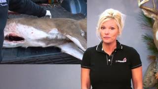 How To Skin a Deer  Field Care for Taxidermy [upl. by Madelena]