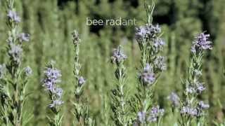 Bee Radiant Ήρθε και θα λάμψουμε [upl. by Audi]