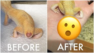 Elia’s New Tail  Tail Regeneration in Leopard Geckos [upl. by Krock]