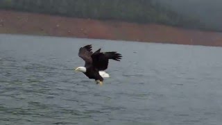 BALD EAGLE CATCHING A FISH [upl. by Allit]