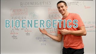 Bioenergetics Explained Glycolysis Krebs Cycle Oxidative Phosphorylation [upl. by Cocke]