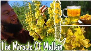 The Miracle Of Mullein Natures Lung Healer 🫁 Health Benefits Uses amp Identification [upl. by Powell164]