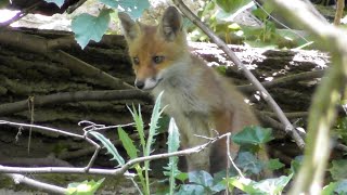 Schreiende Füchsin und neugieriger Nachwuchs  Fox calling [upl. by Cornia]