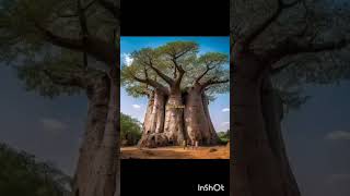 Baobab tree  Tree of life also known as adansonia digitata [upl. by Raven]