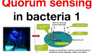 Quorum sensing in bacteria 1 [upl. by Kenyon248]